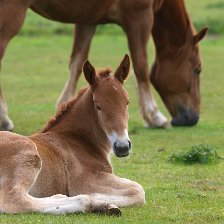 Equin reproduction kursus(1)